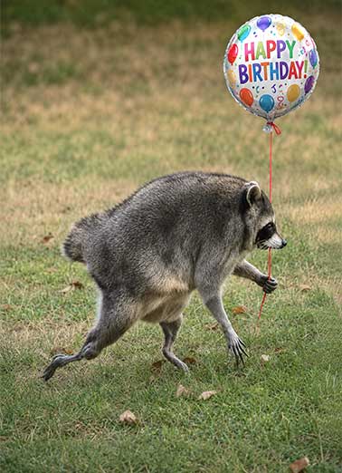 Jimothy Birthday Wish Funny Birthday Card  Send someone a personalized greeting card just in time for their birthday! | Jimothy raccoon birthday wish balloon funny animal viral  Looks like everyone's excited it's your birthday!